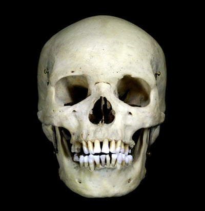 Human Male Skull-Skulls-Oddhub-PaxtonGate