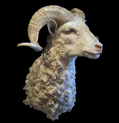 Merino Sheep Taxidermy Shoulder Mount-Taxidermy-Geoffrey Vassallo-PaxtonGate