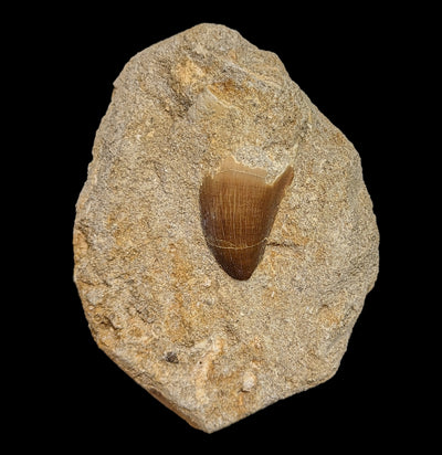 Mosasaur Tooth in Matrix-Fossils-Esseouani Soulfiane-PaxtonGate