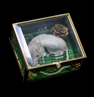 Curled Mouse Taxidermy in Glass Box-Taxidermy-Classic mouse parade-PaxtonGate