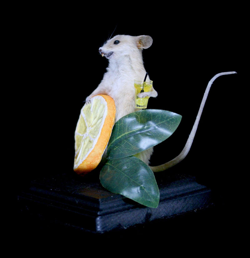 Orange Mouse Taxidermy-Taxidermy-Classic mouse parade-PaxtonGate