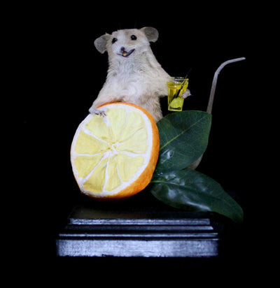 Orange Mouse Taxidermy-Taxidermy-Classic mouse parade-PaxtonGate