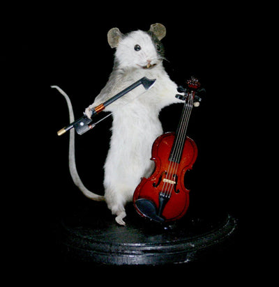 Violin Mouse Taxidermy-Taxidermy-Classic mouse parade-PaxtonGate