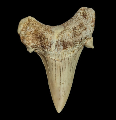 Otodus Obliquus Fossil Shark Tooth-Fossils-Sahara Overland-PaxtonGate