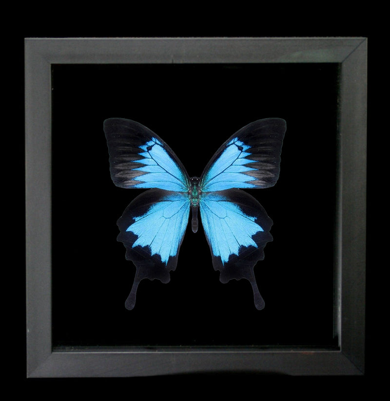 Double Glass Framed Papilio Ulysses Butterfly-Insects-Peru Butterflies-PaxtonGate