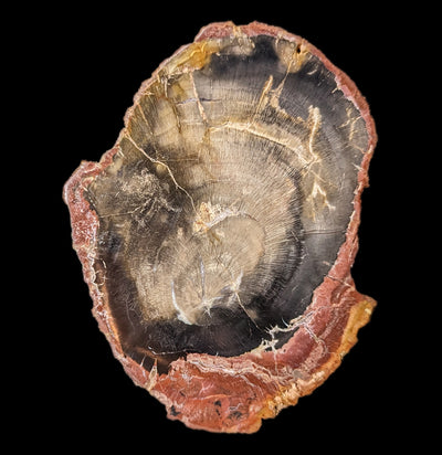 Petrified Wood Slab-Fossils-Enter the Earth-PaxtonGate