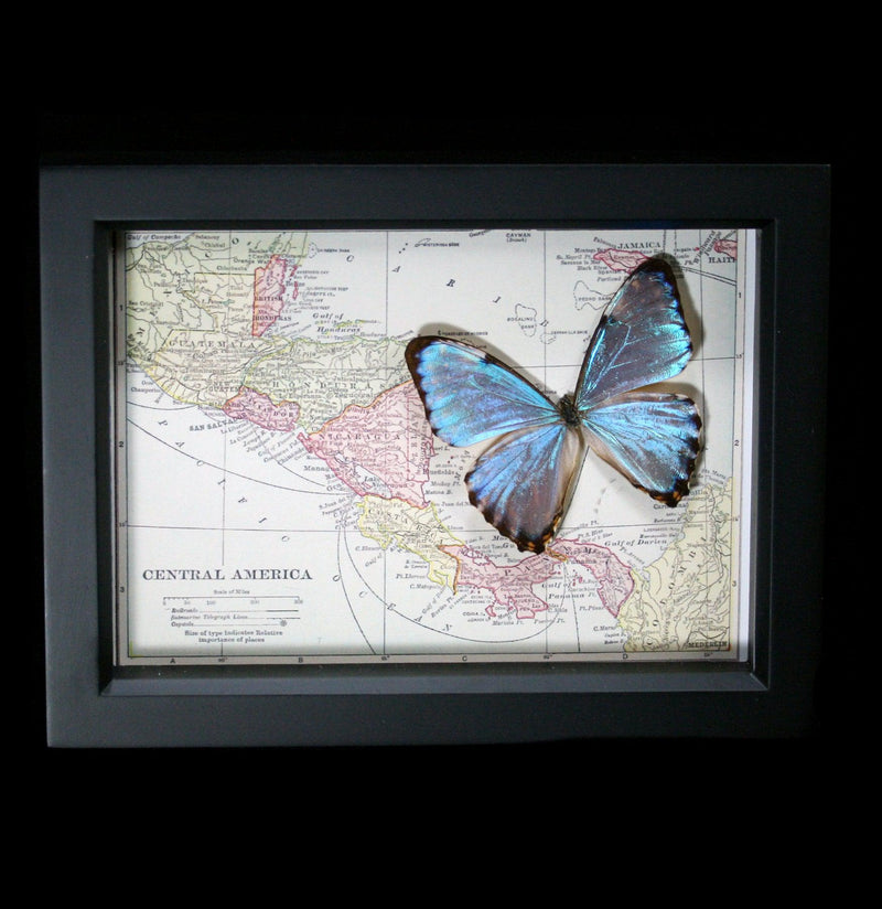 Morpho Portis Butterfly with Map of Central America-Insects-Bug Under Glass-PaxtonGate