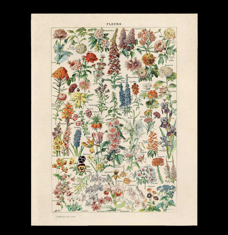 Vintage Botanical Fleurs Garden Print-Prints-Curious Prints-PaxtonGate