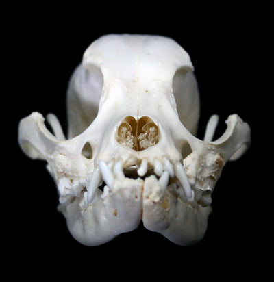 Boston Terrier Skull with Jaw Malformity - Paxton Gate