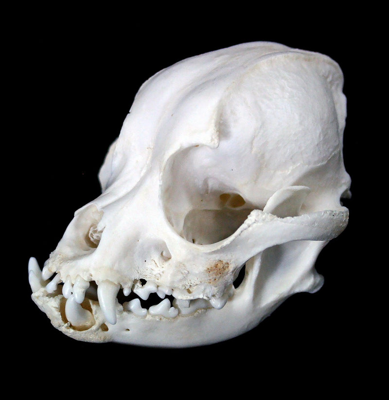 Boston Terrier Skull with Jaw Malformity - Paxton Gate