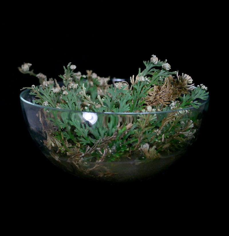 Rose of Jericho - Paxton Gate