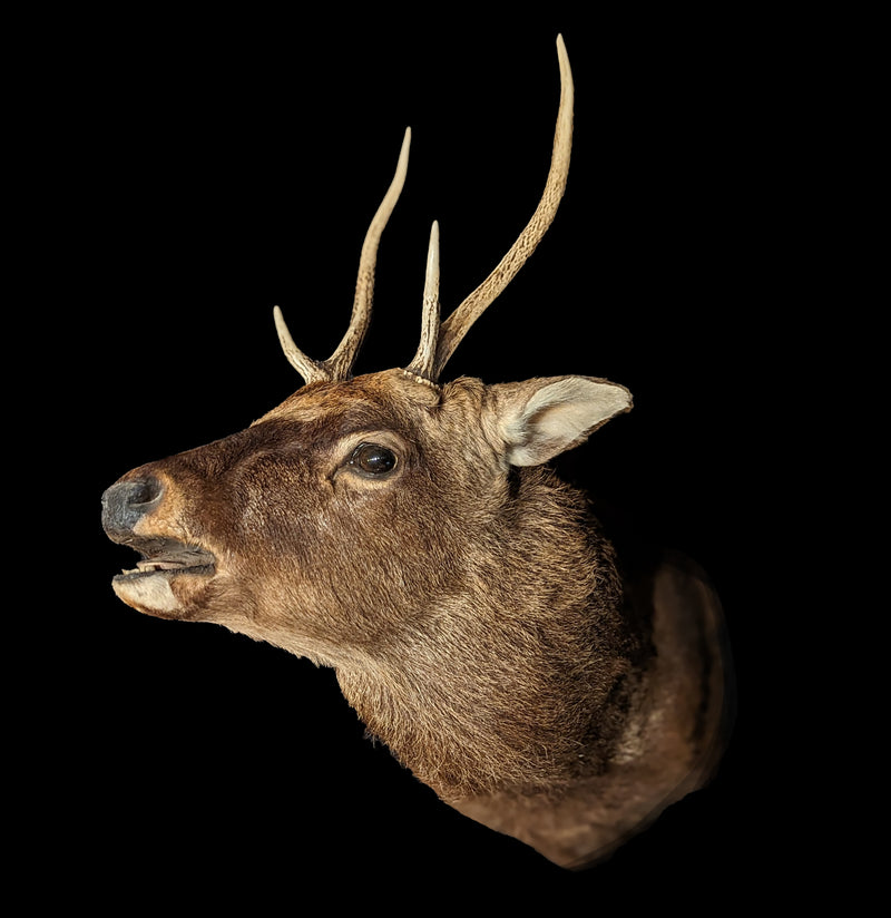 Sika Deer Taxidermy Shoulder Mount-Taxidermy-Porcupine Unlimited-PaxtonGate