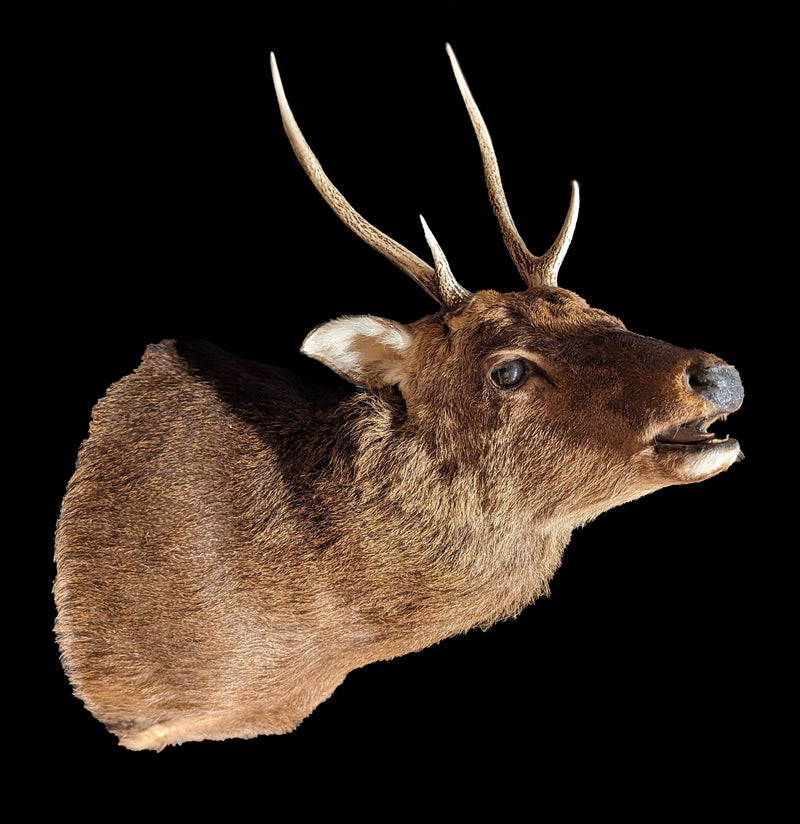 Sika Deer Taxidermy Shoulder Mount-Taxidermy-Porcupine Unlimited-PaxtonGate