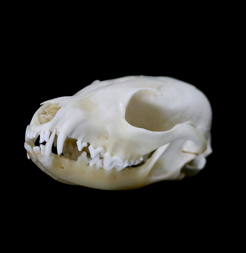 Bat Eared Fox Skull-Skulls-African Crafts Market-PaxtonGate