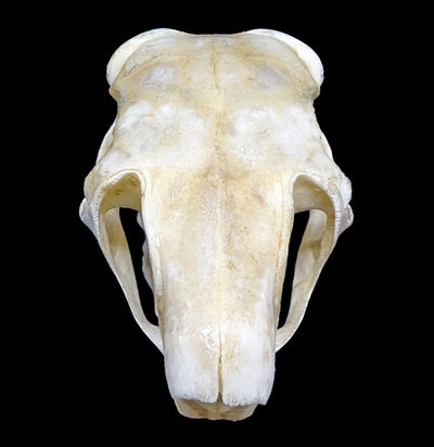 Spring Hare Skull-Skulls-African Crafts Market-PaxtonGate