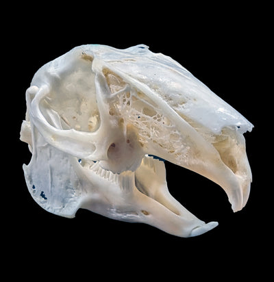 Cape Hare Skull-Skulls-African Crafts Market-PaxtonGate