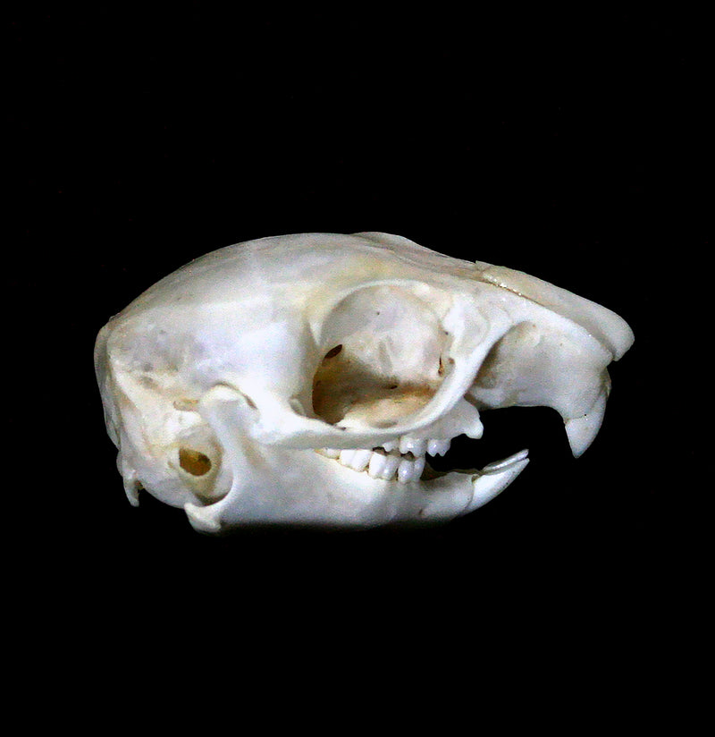 African Ground Squirrel Skull-Skulls-African Crafts Market-PaxtonGate