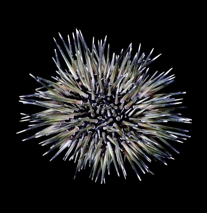 Pink Sea Urchin with Spines - Paxton Gate