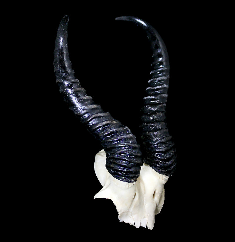 Springbok Horns Skull Plate-Skulls-African Crafts Market-PaxtonGate