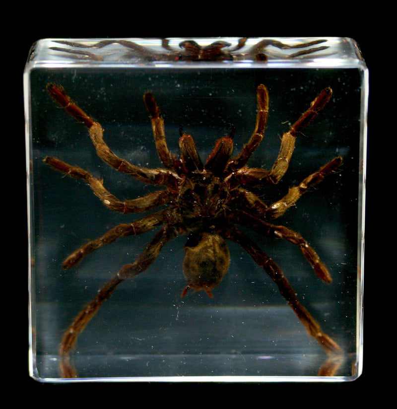 Tarantula In Acrylic-Insects-Real Insect Company-PaxtonGate