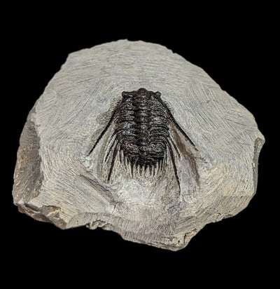 Trilobite Leonaspis In Matrix-Fossils-Moussa-PaxtonGate
