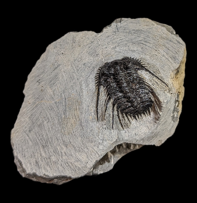 Trilobite Leonaspis In Matrix-Fossils-Moussa-PaxtonGate