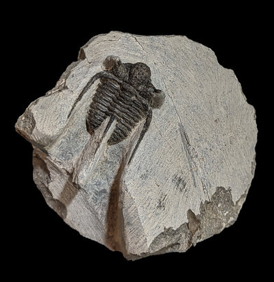 Trilobite Cyphaspis In Matrix-Fossils-Moussa-PaxtonGate