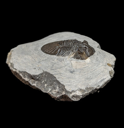 Fossil Trilobite Paralajurus in Matrix-Fossils-Moussa-PaxtonGate
