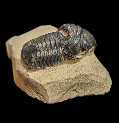 Fossilized Trilobite Gerastos-Fossils-Moussa-PaxtonGate