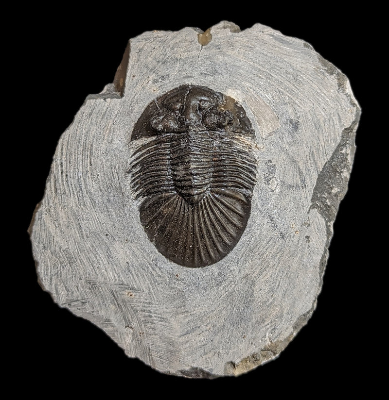 Fossil Trilobite Paralajurus in Matrix-Fossils-Moussa-PaxtonGate