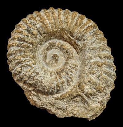 Large Raw Ammonite-Fossils-Esseouani Soulfiane-PaxtonGate