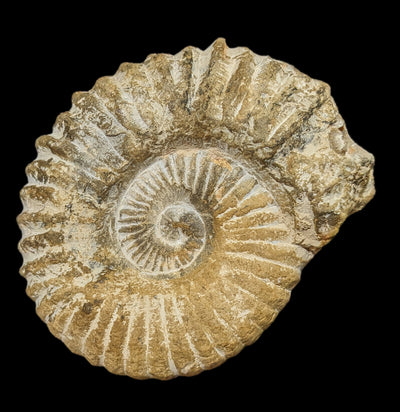 Large Raw Ammonite-Fossils-Esseouani Soulfiane-PaxtonGate