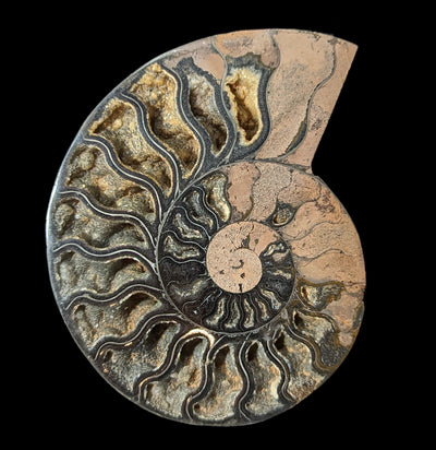 Agatized Black Ammonite Fossil-Fossils-Enter the Earth-PaxtonGate