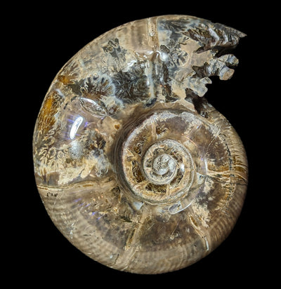 Whole Ammonite Sutured With End Chambers Specimen #2-Fossils-Enter the Earth-PaxtonGate