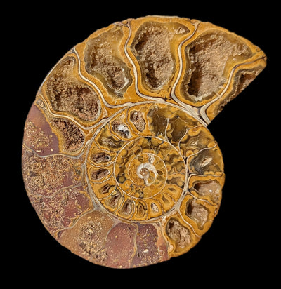 Tulear Ammonite Cut Pair-Fossils-Enter the Earth-PaxtonGate