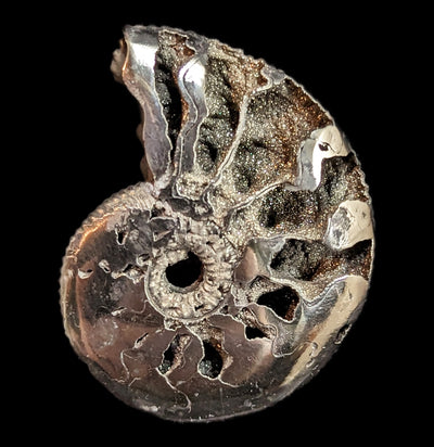 Pyritized Ammonite-Fossils-Geonica, Inc.-PaxtonGate