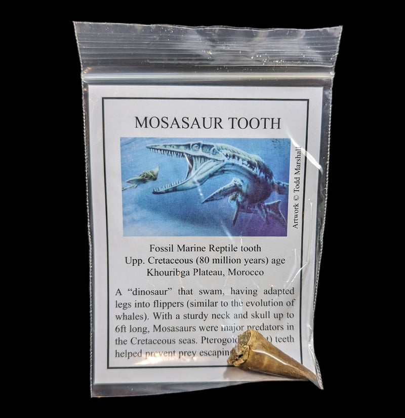 Mosasaur Tooth with Info Card-Fossils-Moussa-PaxtonGate