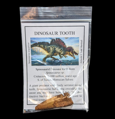 Spinosaurus Tooth with Info Card-Fossils-Moussa-PaxtonGate