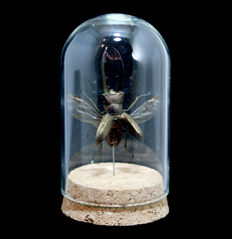 Stag Beetle in Glass Dome-Insects-Classic mouse parade-PaxtonGate