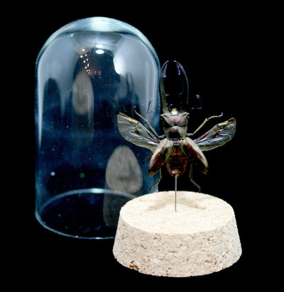 Stag Beetle in Glass Dome-Insects-Classic mouse parade-PaxtonGate