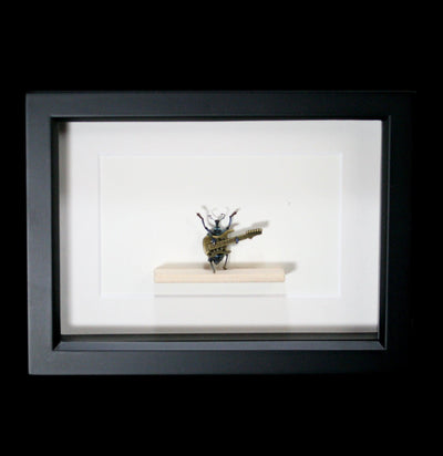 Framed Electric Guitar Beetle Diorama-Insects-Bug Under Glass-PaxtonGate