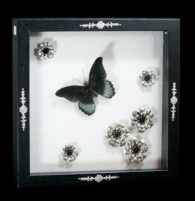 Papilio Memnon Butterfly with Silver Flowers-Insects-Susan Brownlie-PaxtonGate