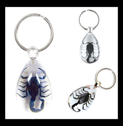 Black Scorpion Clear Teardrop Keychain-Insects-Real Insect Company-PaxtonGate
