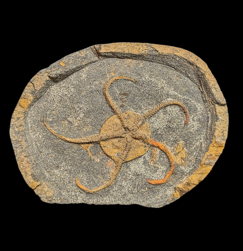 Brittle Star Fossil Plate-Fossils-Moussa-PaxtonGate