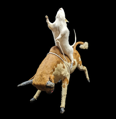 Bull Riding Rat Taxidermy-Taxidermy-Geoffrey Vassallo-PaxtonGate