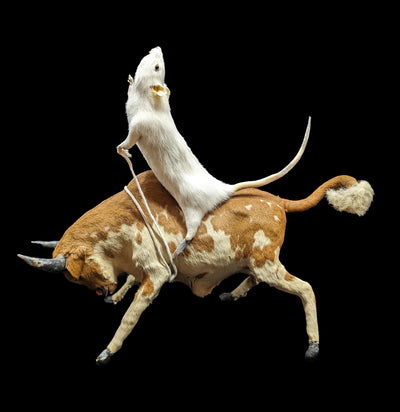 Bull Riding Rat Taxidermy-Taxidermy-Geoffrey Vassallo-PaxtonGate