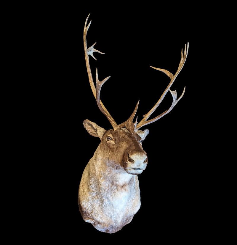 Caribou Taxidermy Shoulder Mount - Paxton Gate