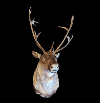 Caribou Taxidermy Shoulder Mount - Paxton Gate