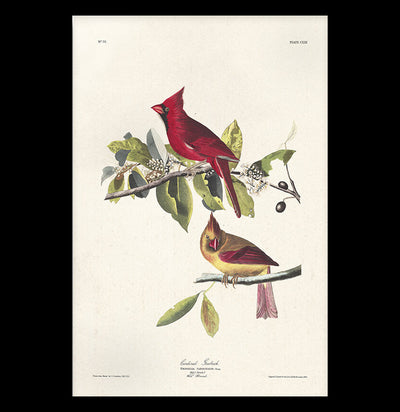 Vintage Audubon Cardinal Bird Print-Prints-Curious Prints-PaxtonGate