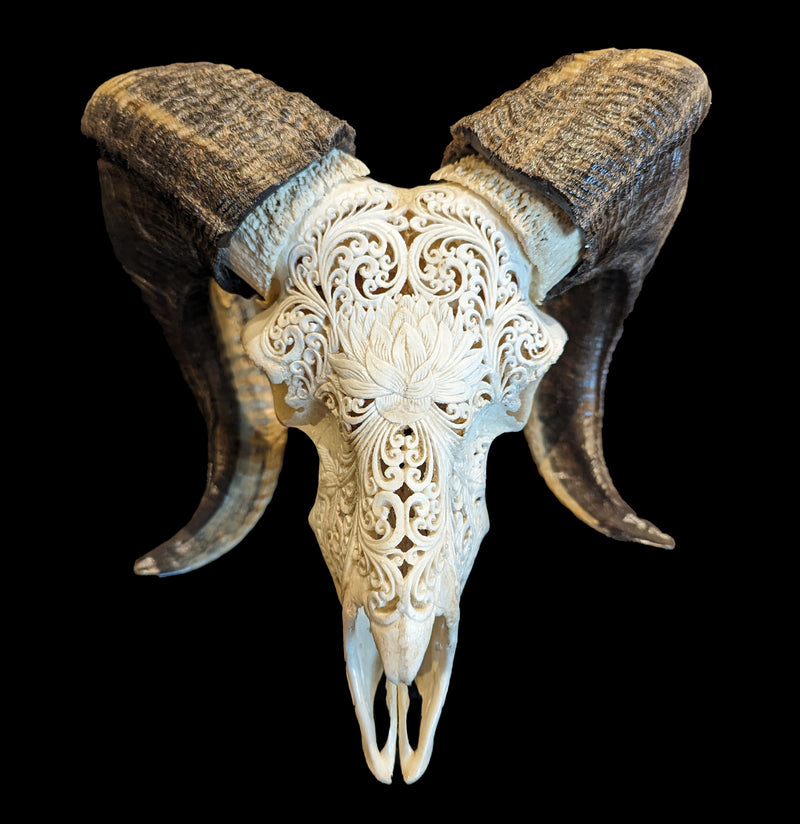 Carved Multi Lotus Ram Skull - Paxton Gate